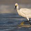 thumbs/IMG_1601.jpg